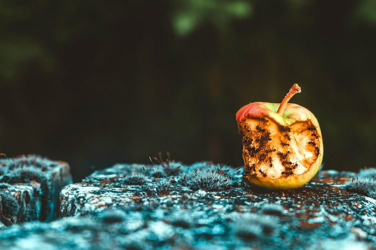 pride is the rotten center